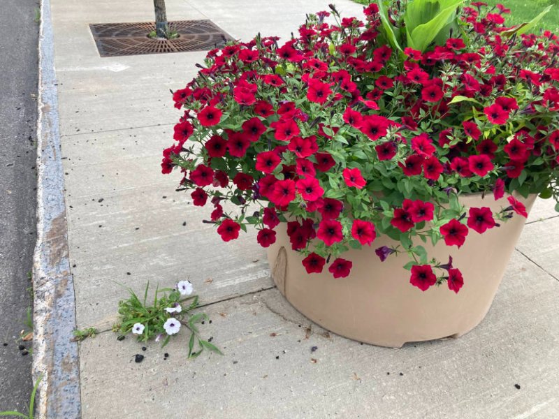 fleurs-rouges-ou-blanches-a-levis.jpg
