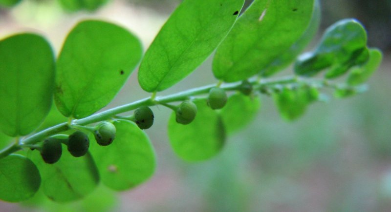 fruit-du-niruri-du-chanca-piedra.jpg