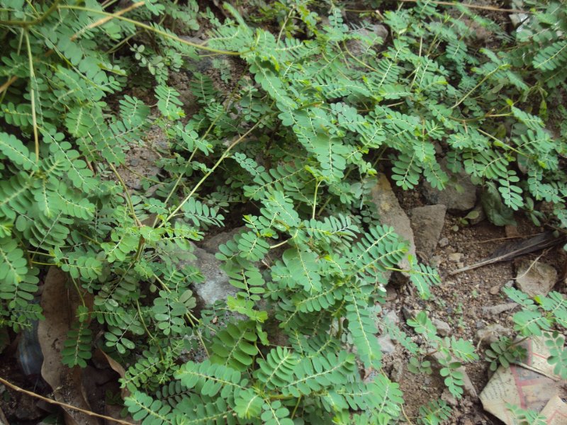 plants-de-chanca-piedra.jpg