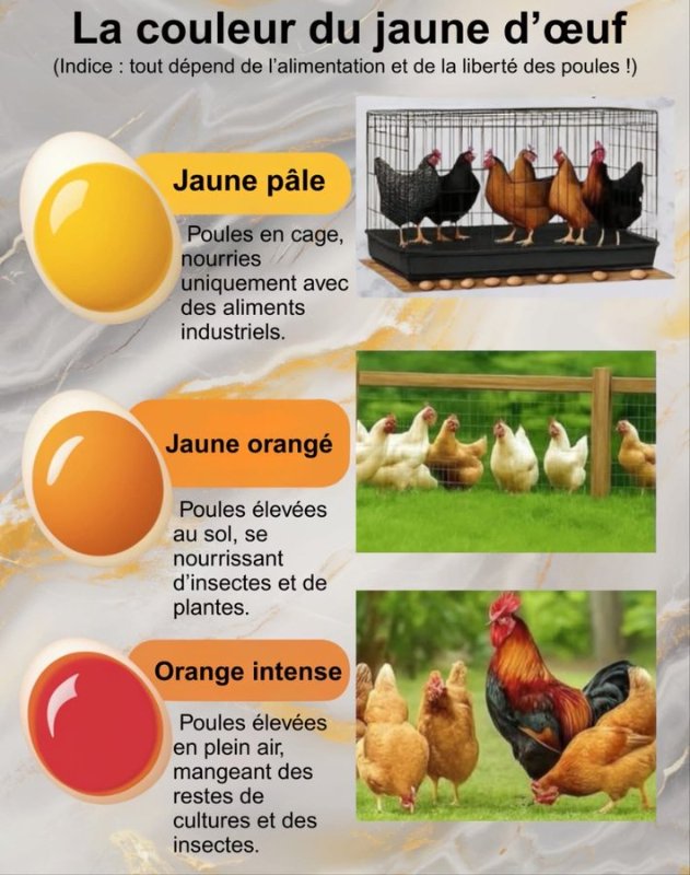 la-couleur-des-oeufs.jpg