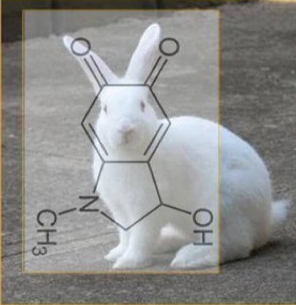 le-lapin-et-l-adrenochrome.jpeg