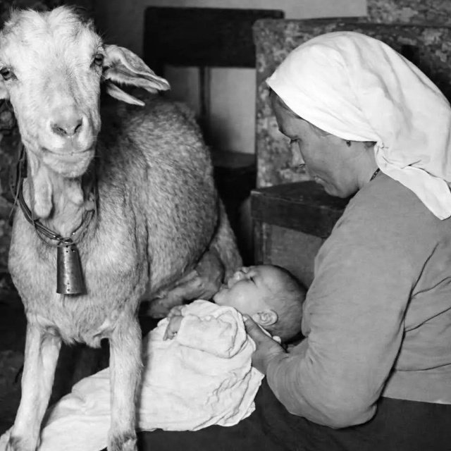 lait-de-chevre.jpg