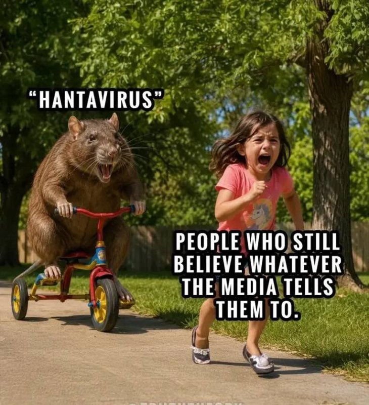 le-hantavirus.jpeg