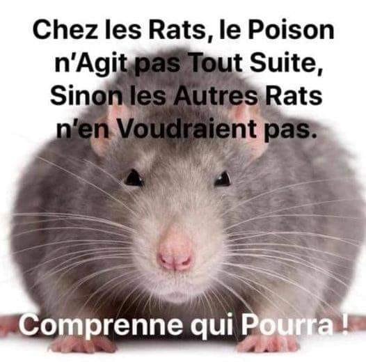 chez-les-rats-le-poison-n-agit-pas-tout-de-sjuite-sinon-les-autres-rats-n-en-voudraient-pas.jpg