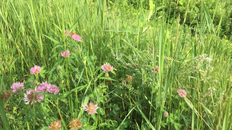 des-plantes-comestibles-gratuites.jpg