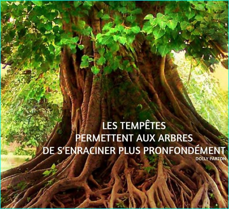 les-tempetes-permettent-aux-arbres-de-s-enraciner-plus-profondement.jpg