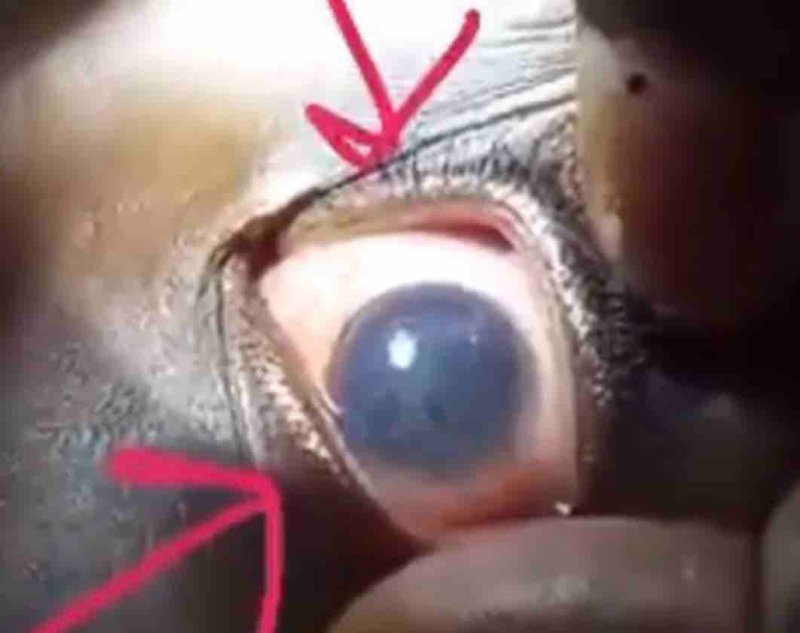 regardez-l-organisme-dans-son-oeil-2.jpg