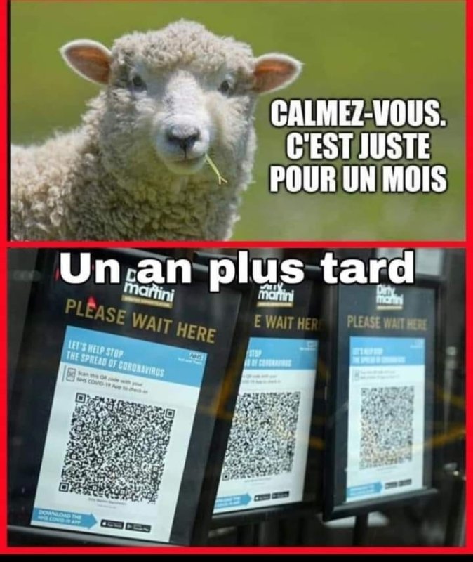les-moutons-ont-toujours-tort-mais-ils-pretendent-quand-meme-avoir-raison.jpg