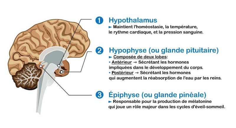 hypothalamus-et-cerveau-humain.JPG