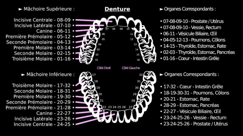 les-dents-et-lkes-organes-qui-leur-correspondent.JPG