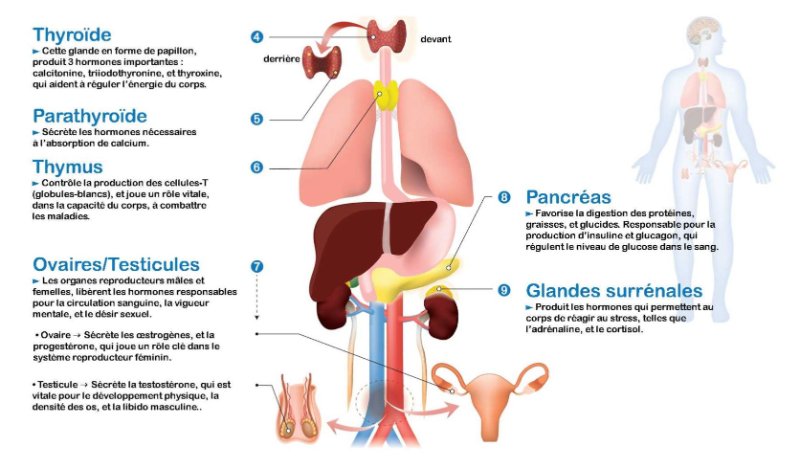 thyroide-et-organes-du-corps.JPG