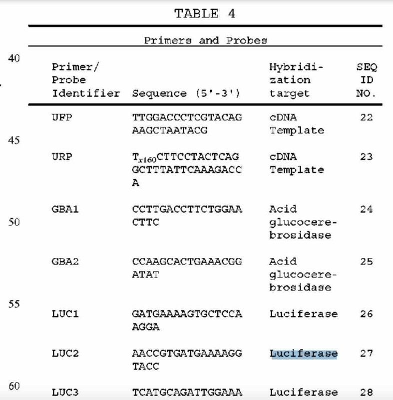 la-luciferase-en-tant-que-cible-d-hybridation-des-sequences-geniques.jpg