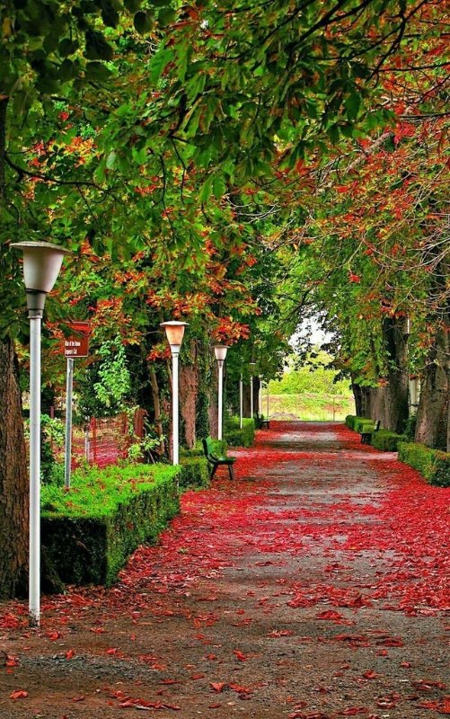 amazing-trees.jpg