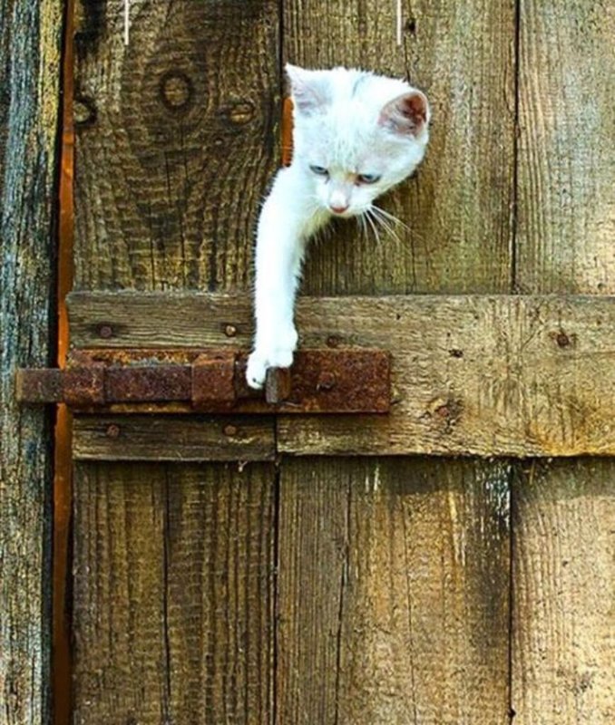 cat-with-a-creative-mind.jpg