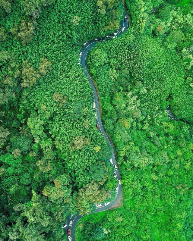 long-inspiring-forest-road.jpg