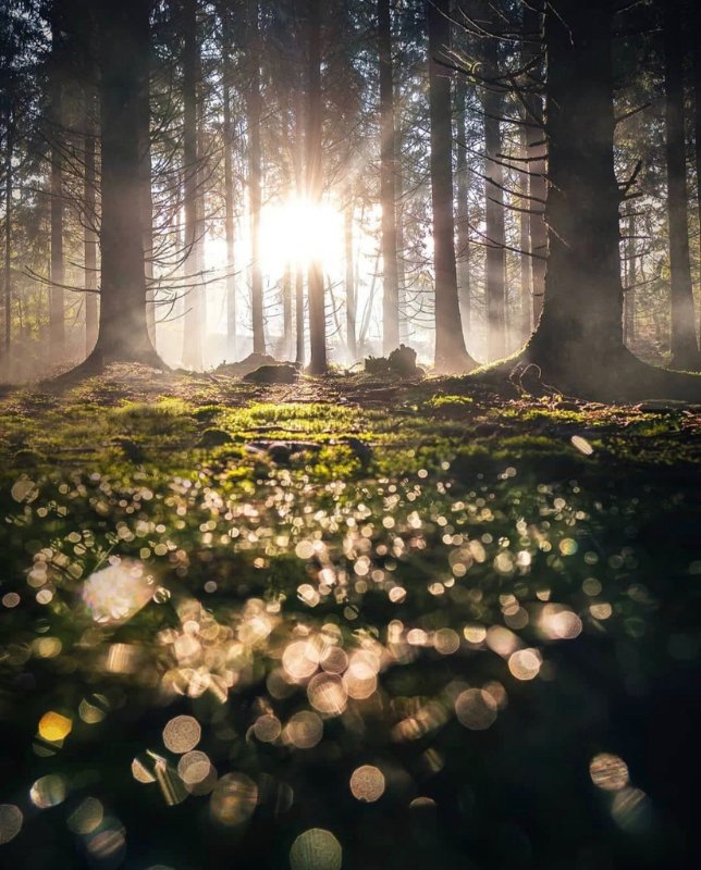 sunlight-into-a-forest.jpg