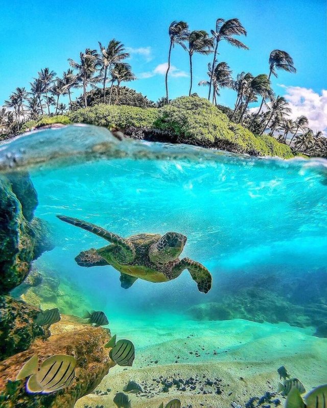 turtle-in-teal-water.jpg
