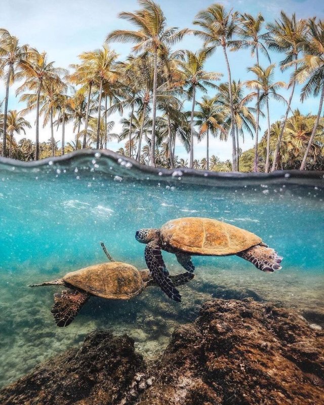 turtles-under-water.jpg