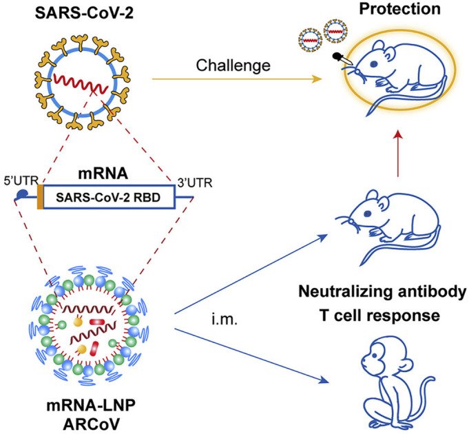 Représentation schématique de la production d’anticorps neutralisants et de réponses des lymphocytes T après immunisation intramusculaire avec des ARNm-LNP ARCoV. Reproduit avec la permission de la réf. (89, 97), copyright 2020, Elsevier.