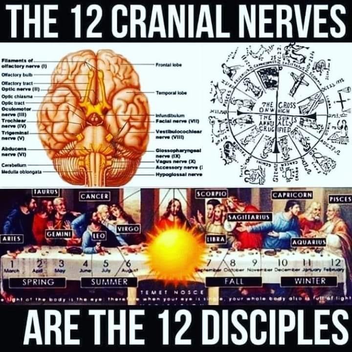 les-12-nerfs-craniens-sont-les-12-disciples-du-christ.jpg