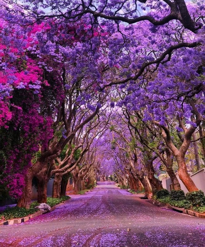 arbres-de-johannesbourg-en-afrique-du-sud.jpg