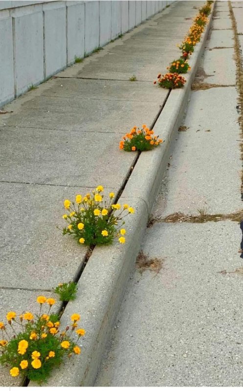 fleurs-qui-poussent-au-milieu-des-paves.jpg