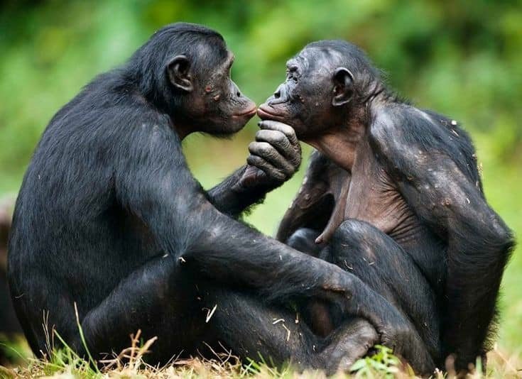 amour-chimpanzes.jpg