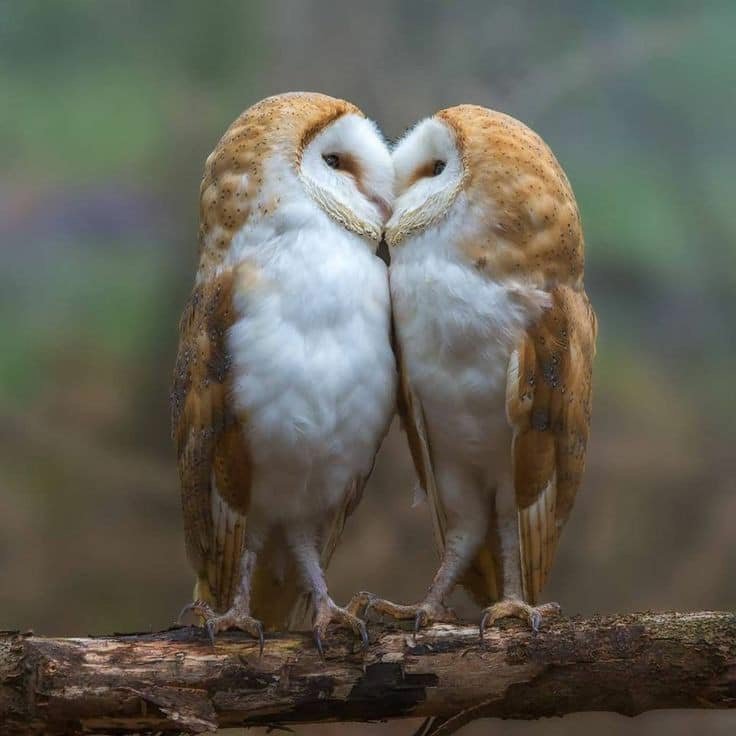 amour-chouettes.jpg