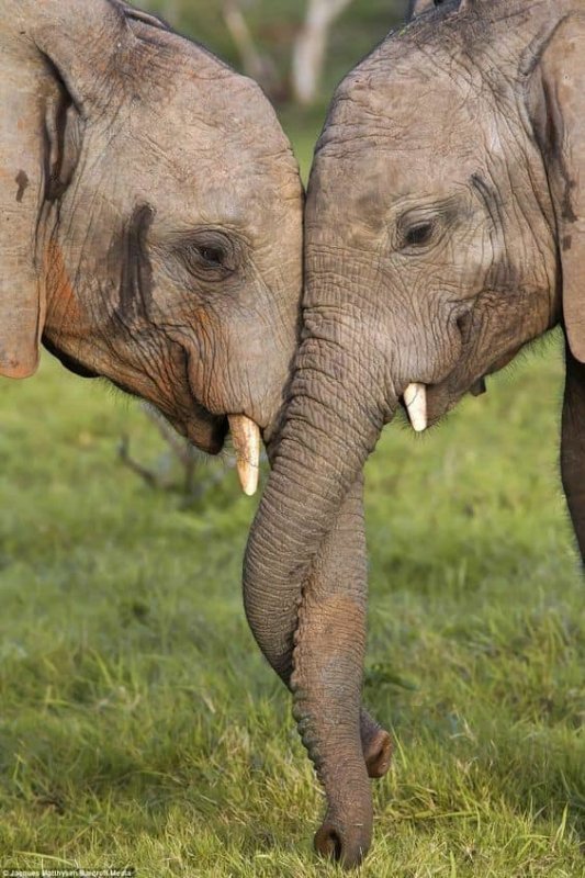 amour-elephants.jpg