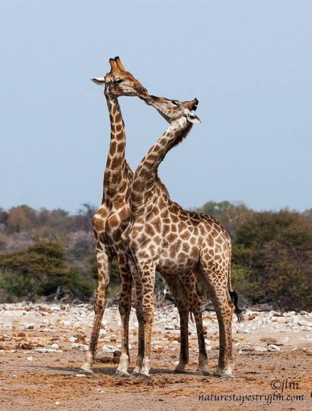 amour-girafes.jpg