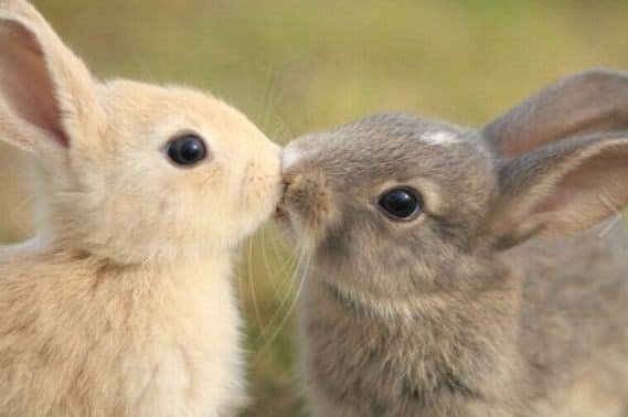 amour-lapins.jpg