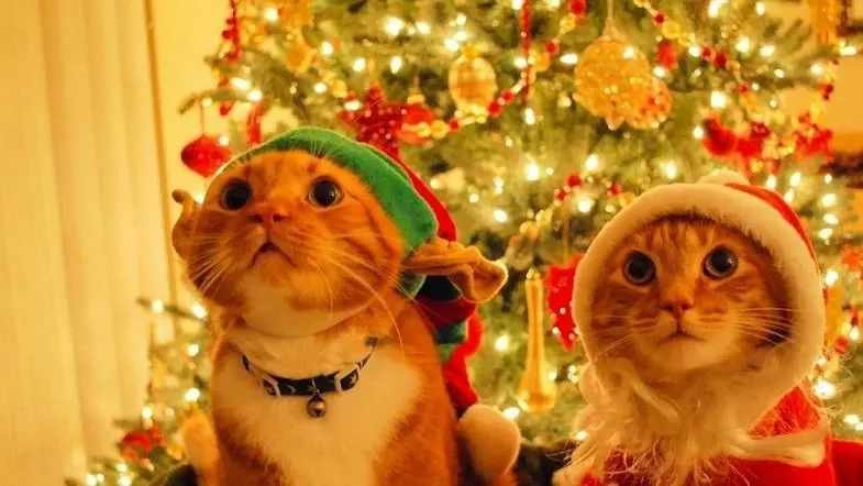 chats-de-noel.jpg