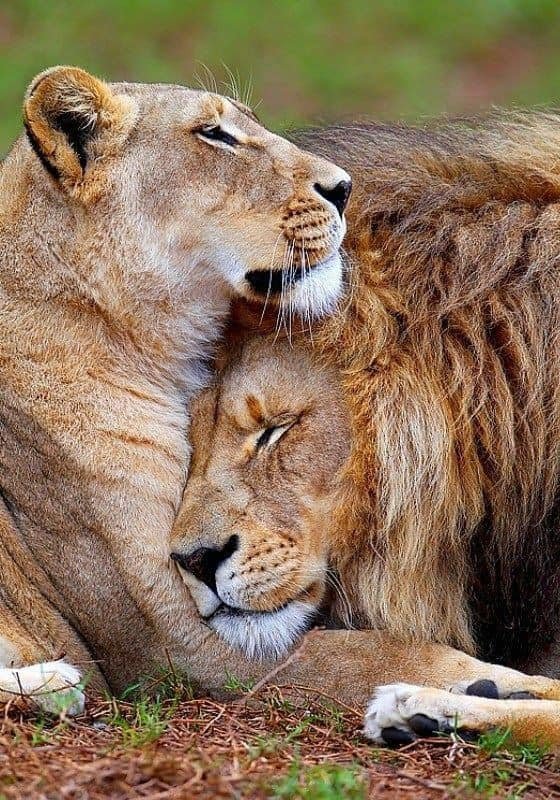 amour-lions.jpg