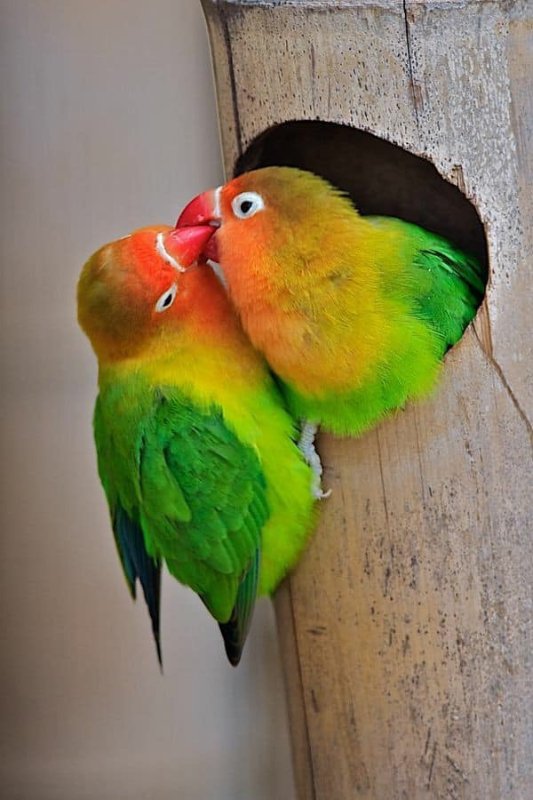 amour-oiseaux.jpg