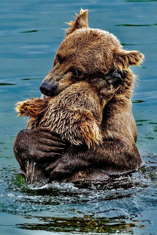 amour-ours.jpg