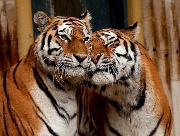 amour-tigres.jpg