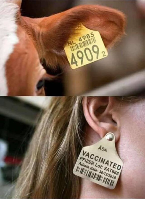 les-vaccines-qui-sont-controles-avec-un-code.jpg