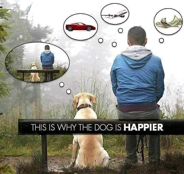 voici-pourquoi-un-chien-est-plus-heureux.jpg