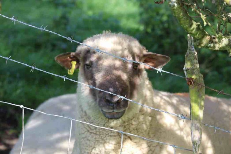 un-mouton-et-son-code.jpg