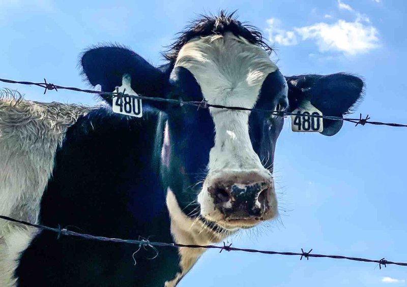 une-vache-et-ses-deux-codes.jpg