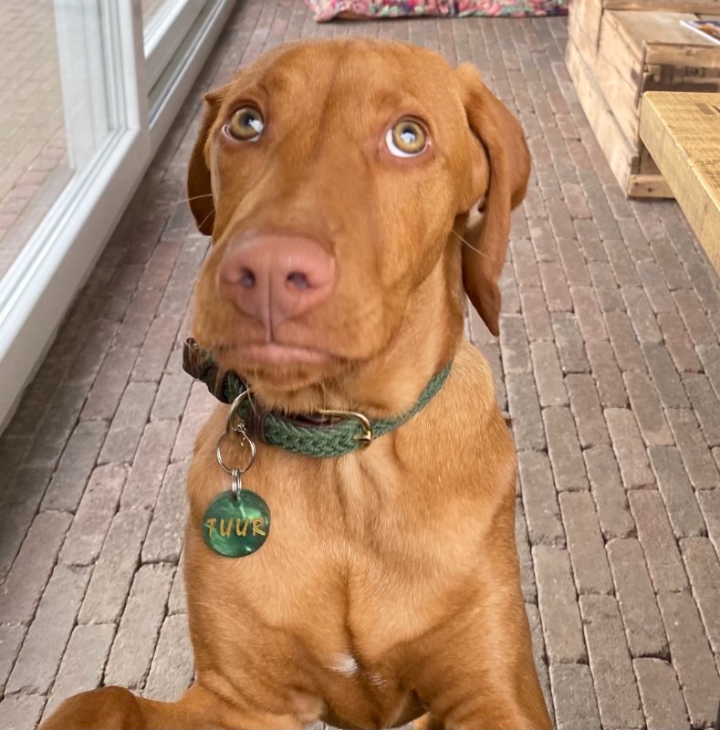 chien-avec-un-tag.jpeg