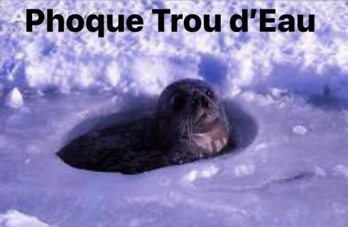 phoque-trou-d-eau.jpg