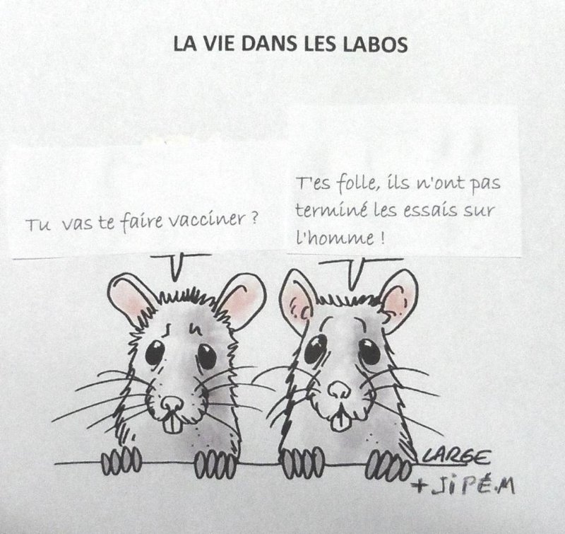 les-rats-de-labos-attendent-la-fin-des-tests-sur-les-humains.jpg