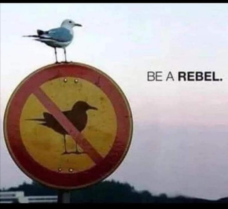 soyez-un-rebel.jpg