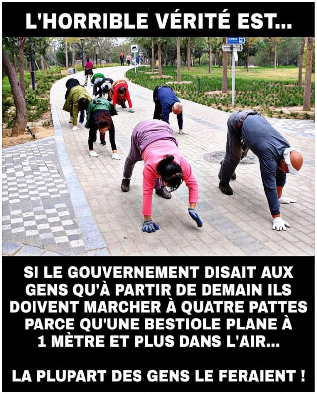 les-dociles-obeissent.jpg