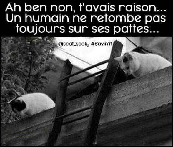retomber-sur-ses-pattes.jpg