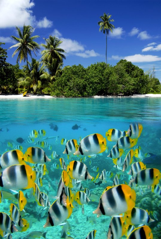 banc-de-poissons-a-tahiti.jpg