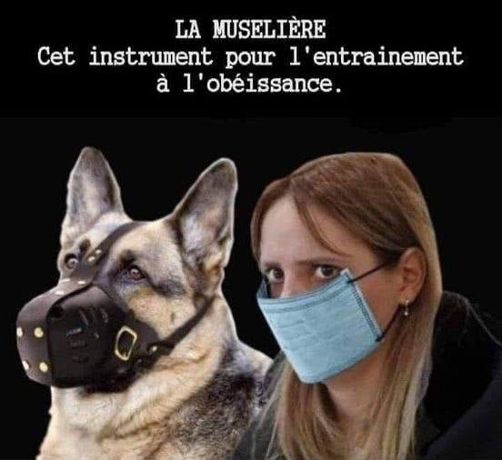 la-museliere-pour-entrainer-a-l-obeissance.jpg