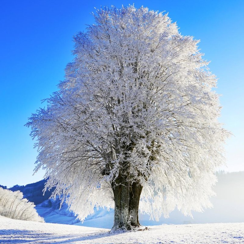 arbre-glace.jpg