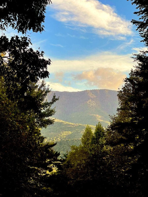 entre-les-arbres.jpg